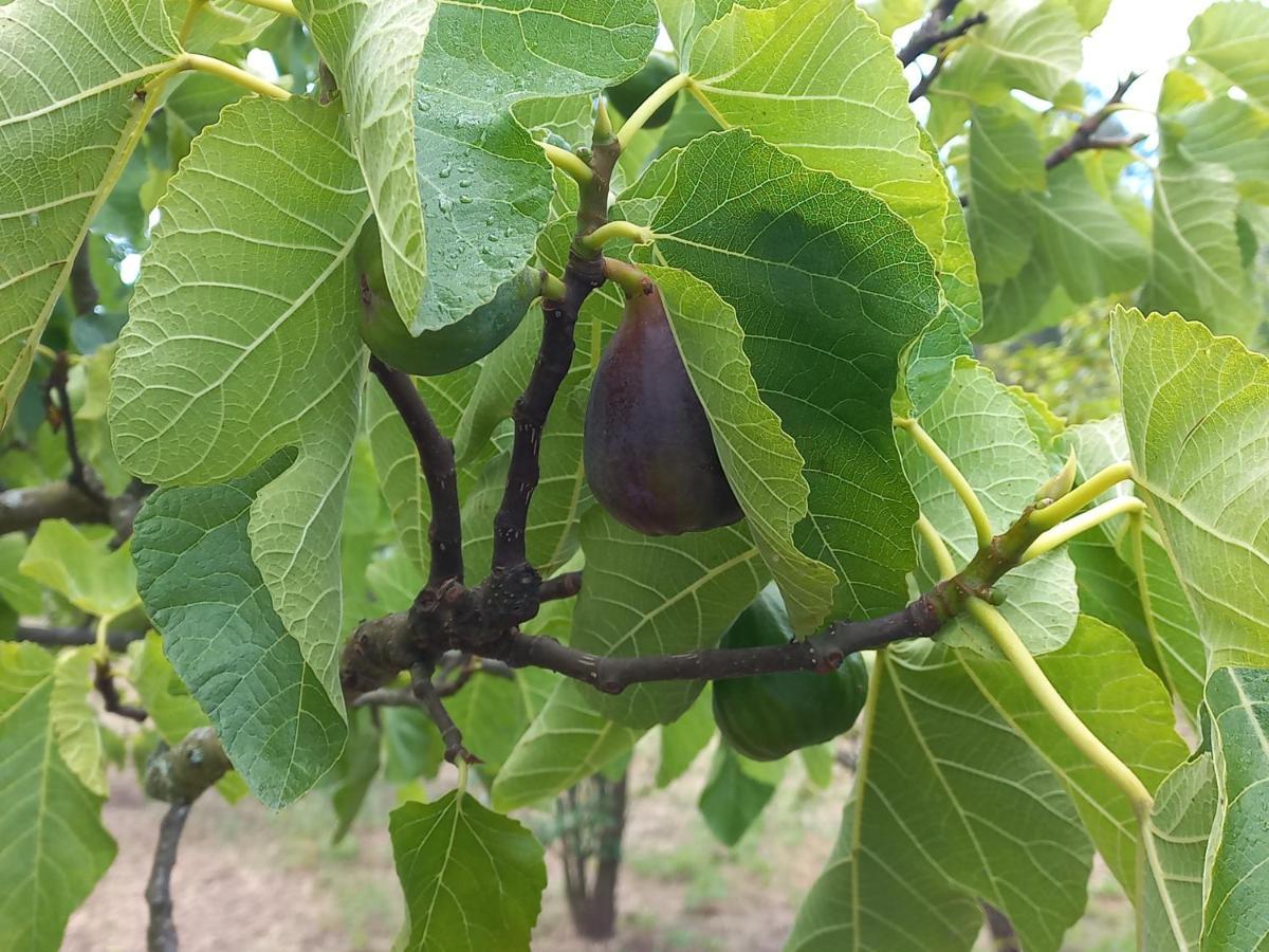 Quinta Da Peca Douro Vinhateiro Vila Real Kültér fotó